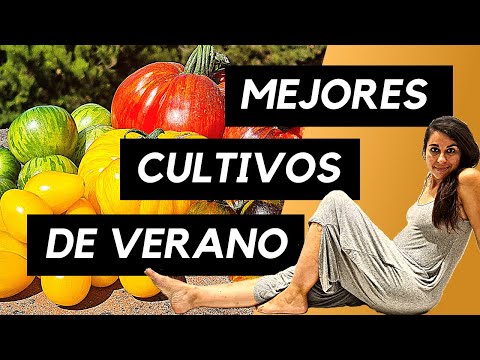 Vídeo: Selecionando tomates para conservas: variedades populares de tomates para conservas