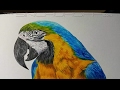 Попугай цветными карандашами  Faber-Castell polychromos
