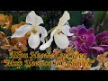 Три Новые Орхидеи "Мир Цветов и Орхидей" | Paph. "Mrs. White" | Aroma multifl. | Мини "бабочка"