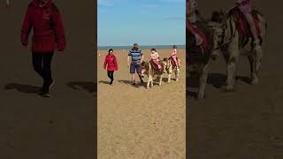 Skegness donkeys yesterday was just an easy day in the sun! 🫏☀️