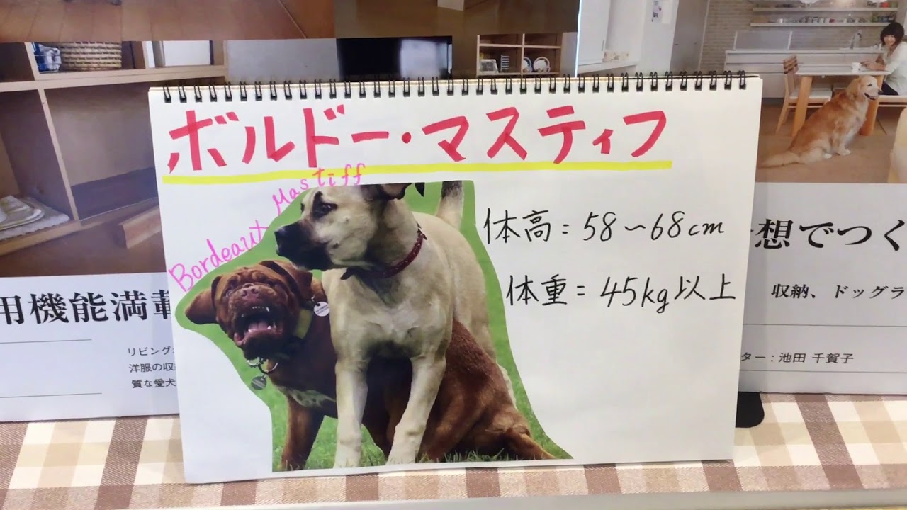 ボルドー マスティフ 犬 住宅 リフォーム 東京都 世田谷区 豪徳寺 Youtube