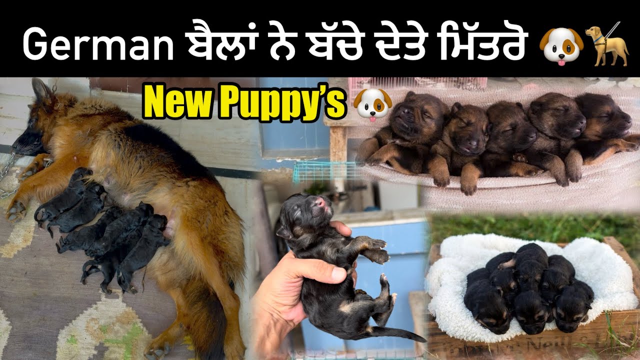 BELLA ਨੇ ਬੱਚੇ ਦੇਤੇ ਮਿੱਤਰੋ 🐕‍🦺|| New Puppy’s aage 🐶|| 1st Dilivery German Shepherd ❤️|| #dog