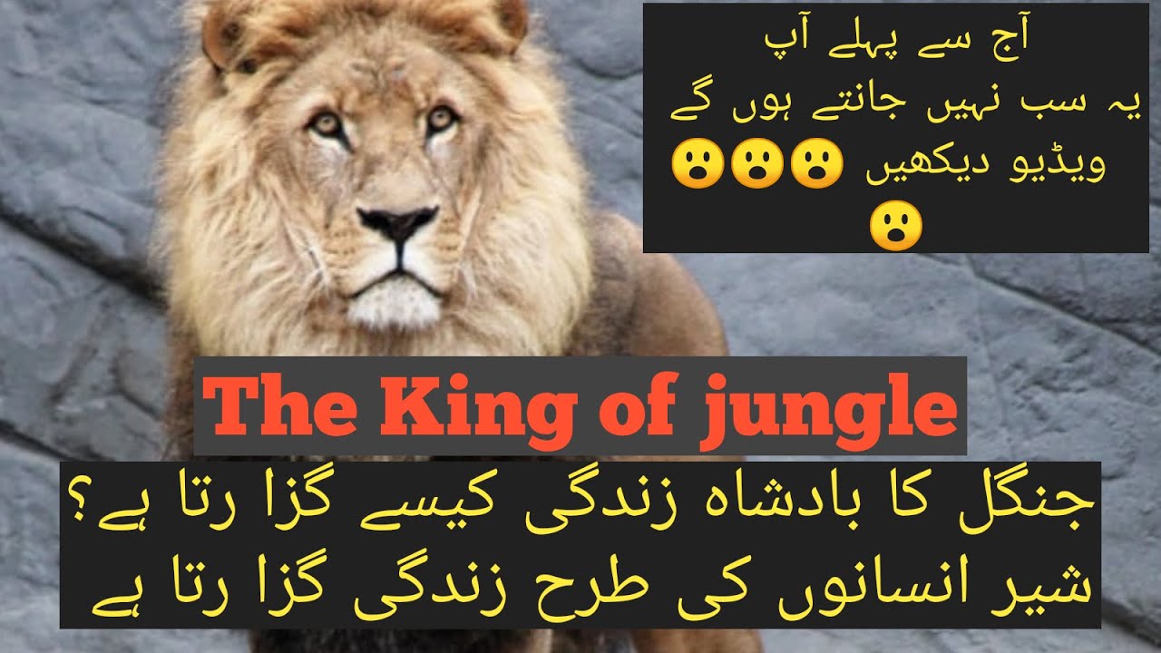 habit of lion in hindi