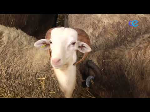 El delegado de la CIE en Ceuta apela a la sensibilidad de los ganaderos