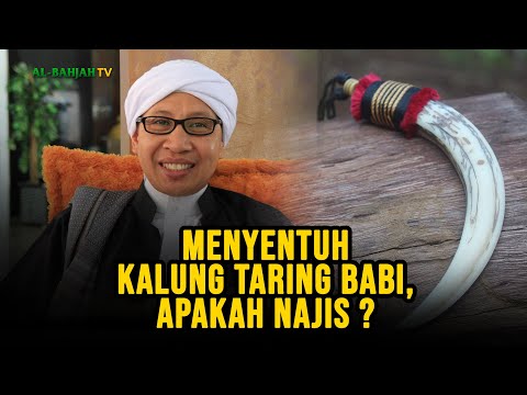 Video: Apakah babi memiliki gading?