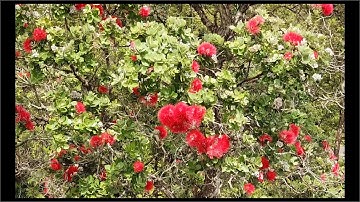 The Amazing Dancing Ohia Lehua Tree of Hawaii In Full Bloom