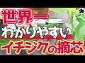 【いちじく】摘心は何時すればいいの？やり方は？世界一分かりやすく解説しました（育て方）