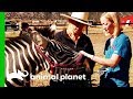 Two Feisty Zebras Need Their Vaccinations | Dr. Jeff: Rocky Mountain Vet