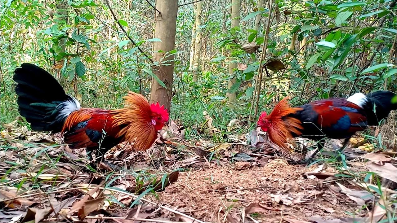 Bẫy gà rừng tai đỏ miền bắc bằng mồi mới chơi quá hay | Hoàng Thắng