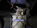 Help! A Baby Brushtail Possum&#39;s Lost! | Dodo Kids