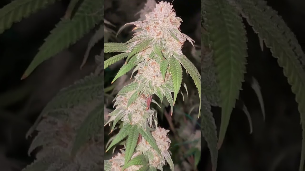 BLACK BLUE MAGOO (purple punch x blue heron 