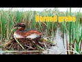 HORNED GREBE - floating nest bird, clutсh covering bird, and more | Birds of Russia