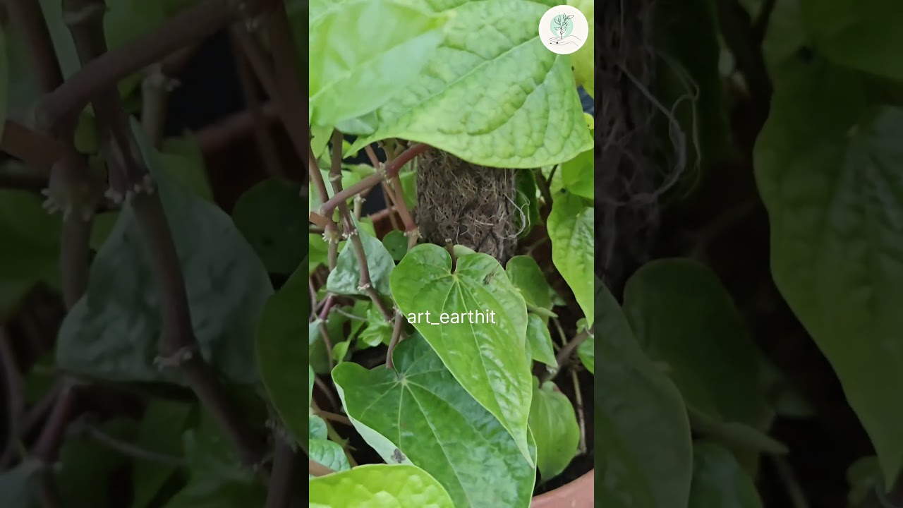 Betel leaf plant,a quick guide😇 
