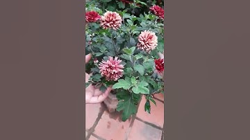 Cúc|Cổ|Sơn|La#shorts