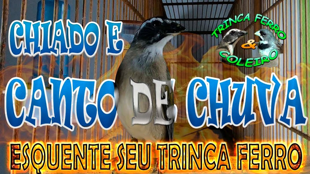 Canto De Trinca Ferro Eu Sou Terrível Chiado E Canto De Chuva Esquente Seu Trinca Ferro Youtube