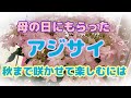 【アジサイ】春から秋まで咲かせて楽しむ/秋まで楽しんだアジサイの剪定方法も