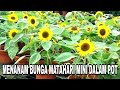 Menanam Bunga Matahari Mini Dalam Pot