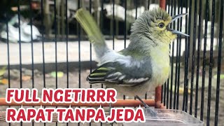 MASTERAN PACINGAN BURUNG SIRTU / CIPOW FULL NGETIR STATER RAPAT TANPA JEDA