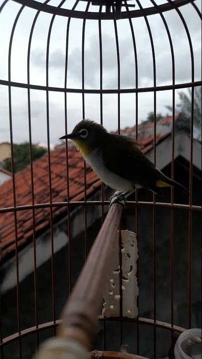 ngalas long gun pleci auriventer rumahan