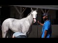 Follow Along with Breeders' Cup Classic Winner WHITE ABARRIO!