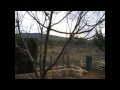 Como podar un árbol frutal en huerto casero.