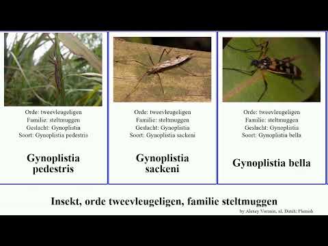 Insekt, orde tweevleugeligen, familie steltmuggen dicranomyia gynoplistia insect bella sera glauca