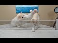 How to Train your Cat to Play Ping Pong (5 Step Tutorial) | The Cat Butler