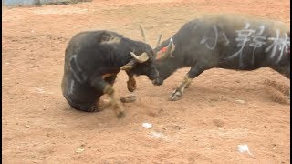 牛打架太危险了，在场内还会波及人的安全，看到应该躲远点