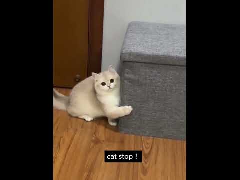 Hilarious Cat Being a Total Jerk | Funny Video