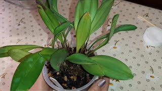 видео: Посадка Орхидеи в Мох Спагмосс Новозеландский | Масдеваллия | Masdevallia картинка: Посадка Орхидеи в Мох Спагмосс Новозеландский | Масдеваллия | Masdevallia