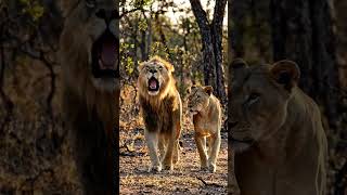 lion voice #lion #lionvoice #shorts #viral #shortvideo #wildlife #forest #naturesvoice #wildography
