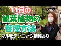 11月　観葉植物　管理方法　マル秘情報　【おうちでグリーン】開花園チャンネル