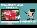 Интернет-мошенники атакуют. История заказа орхидей от Yaphon Orchid