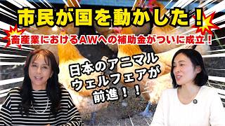 【日本のアニマルウェルフェアが前進】市民が国を動かした！畜産業におけるAWへの補助金がついに成立！