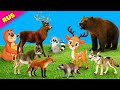 Учим названия и звуки животных для детей  Звуки медведя, лисы, оленя, зайца