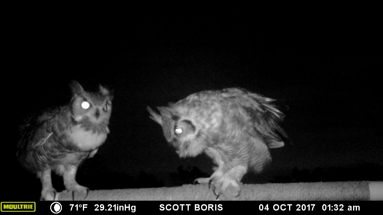 Great Horned Owls sing an early morning duet YouTube