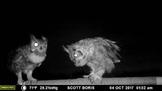 Great Horned Owls sing an early morning duet