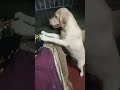 #short video#Jimmy