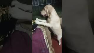 #short video#Jimmy