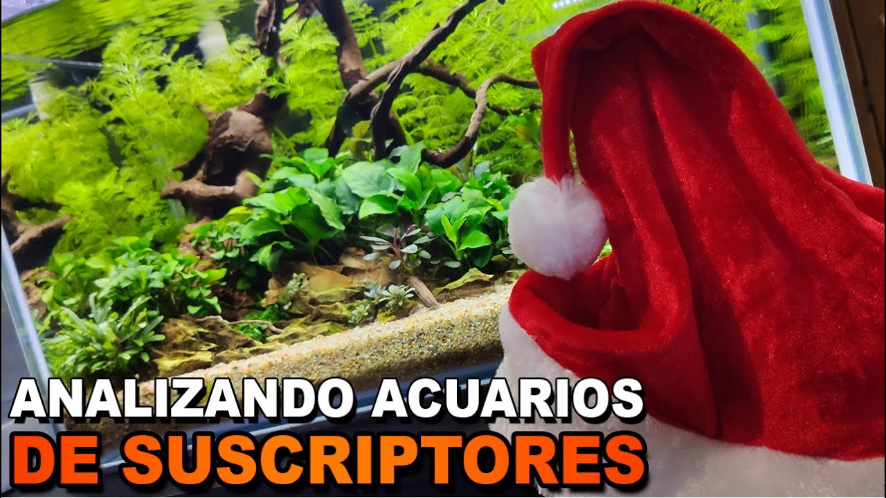 🎅 Acuarios de Suscriptores Nº28 | Analizando Acuarios en Navidad 🎄 ¡Felices Fiestas! 🎁