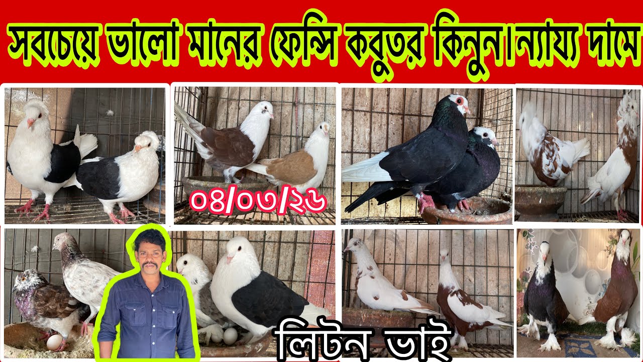 সবচেয়ে ভালো মানের ফেন্সি কবুতর কিনুন।ন্যায্য দামে।লিটন ভাই