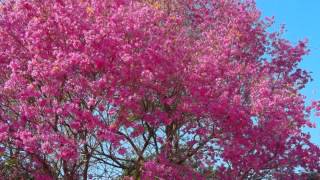Lapachos de Florencia, (Provincia de Santa Fe) Argentina