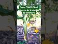 Evite TRABALHO DOBRADO #serrural #vidanaroça #banana #plantas