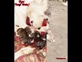 Dk bullykutta's no one producer Tiger