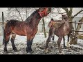 КОБИЛА В ОХОТІ♥️, ДЖОКЕР НЕ ПРОТИ💏/ЖЕРЕБЕЦЬ НА ПАРОВКУ/КОБИЛА НА ПРОДАЖУ