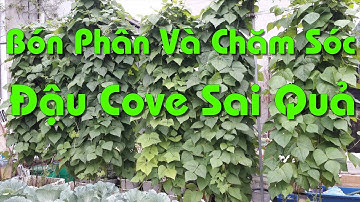 Bón Phân Và Chăm Sóc Đậu Cove ( Đậu Que) Sai Quả
