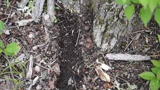 Make a Toad Abode