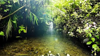 Mountain Spring Sounds for Stress Relief, Pleasant Forest Melodies and Bird Sounds