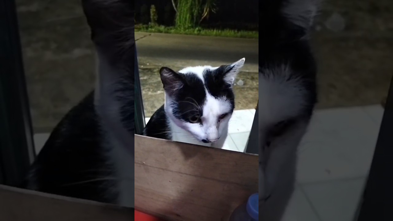 Kaget | Kucing siapa ini ! 