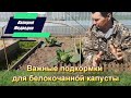 Важные подкормки для белокочанной капусты